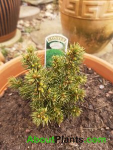 Alberta Globe Dwarf Conifer in Plant Pot