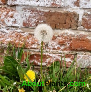 Dandelion Seeds and a Flower