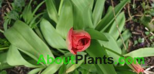 Red Tulip Bud
