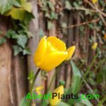 Yellow Tulip Single Perennial Flower