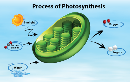 Photosythesis reaction