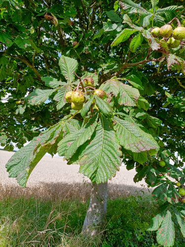 Horse Chestnut - The Conker Tree